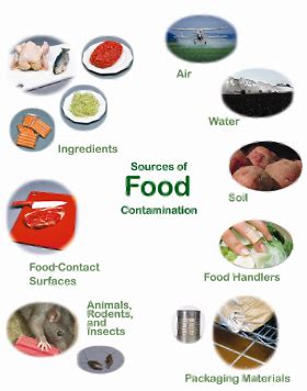 food safety quizlet